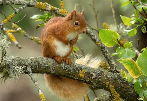 Fond d écran écureuil rouge branche animal 2048x1416 wallhaven