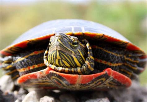 How Many Eggs Do Painted Turtles Lay? - Turtle Pet Guide