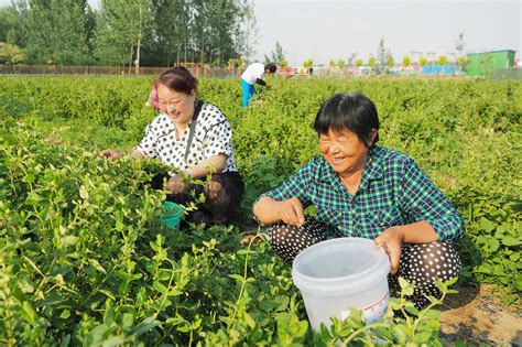 临邑县前杨村——省级贫困村变身旅游打卡地德州新闻网