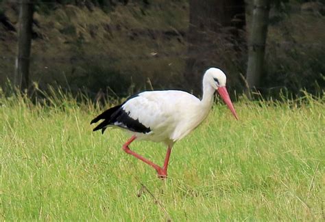 Stork In The Wild At Leziate