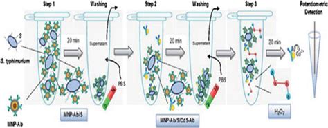 13 Schematic Representation Of The Potentiometric Magnetic Immunoassay