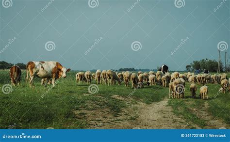 Aerial View of Herd of Cows and Sheep on Grassland Stock Image - Image ...