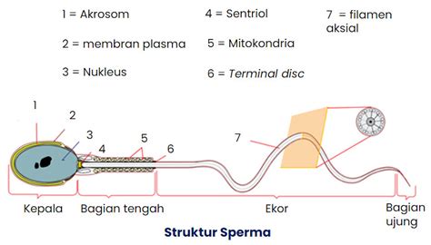 Gambar Struktur Ovum Bonus