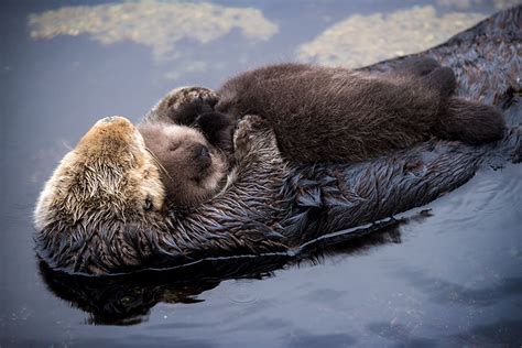 Otter-ly adorable! Baby Sea Otter Falls Asleep On It's Floating Mother ...