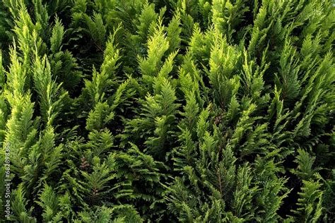 Bush Thuja Thuja Green Natural Background Hedge Of Thuja Trees