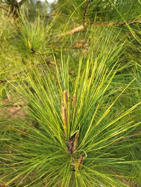 Loblolly Pine Trees Pinus Taeda ®loblolly 3 Gallon Plant Online