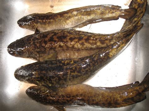 Burbot Details - NH Fish Finder