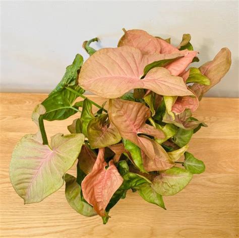 Arrowhead Plant How To Grow Care Benefits Vastu Importance