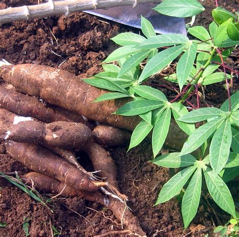 Tapioca Manioc Cassava Root Vegetable Manihot Esculenta Cassava