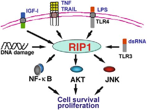 Figure From Chapter Rip Mediated Signaling Pathways In Cell