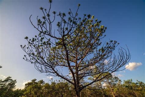 246 Naked Swamp Stock Photos Free Royalty Free Stock Photos From Dreamstime