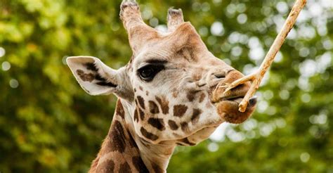 Nairobi Tur Til Elefantb Rnehjemmet Og Girafcentret Getyourguide