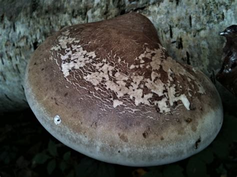 Birch Polypore