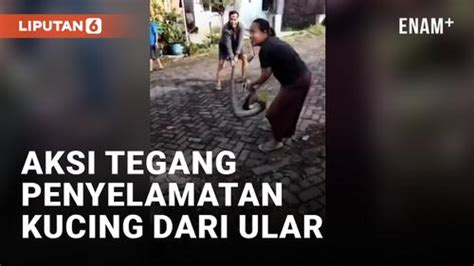 Video Aksi Heroik Emak Emak Selamatkan Kucing Dari Sergapan Ular Di