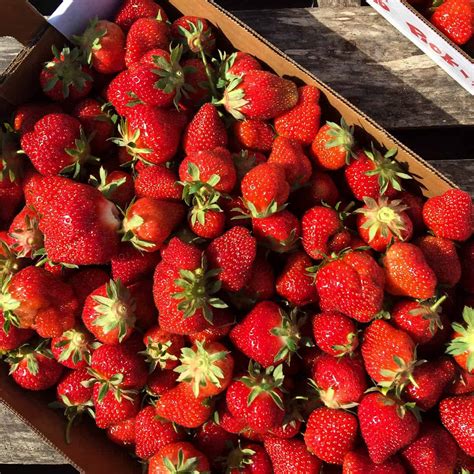 Strawberry Jam Canning Recipe