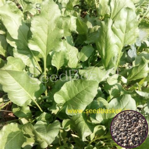 Buy Palak Spinach Seeds Online In India