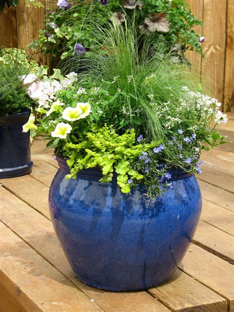 plant plants  tall planters