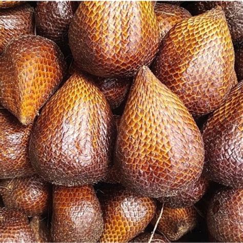 Jual SALAK PONDOH KG BUAH SALAK PONDOH SUPER FRESH Shopee Indonesia