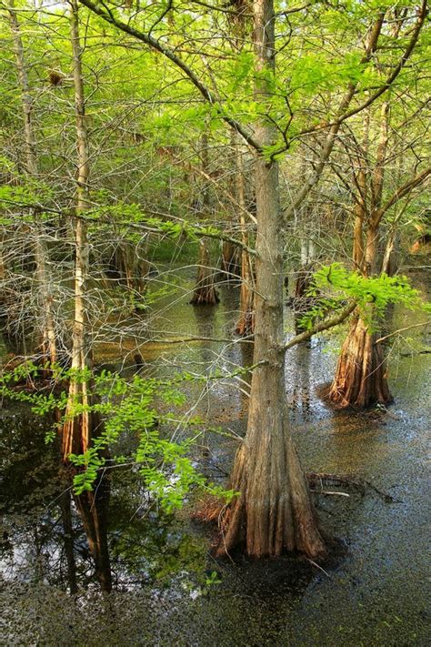 Bald Cypress Trees Growing in a Swampy Area in Florida Stock Image ...