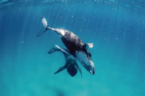 The Best Way To Experience The Wonders Of Ningaloo Reef Travel Insider