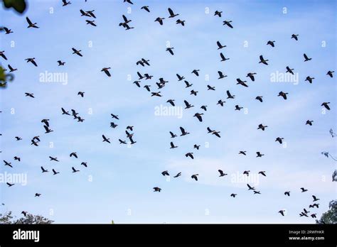 A Flock Of Migratory Birds Flying Over The Sky Of Jahangirnagar