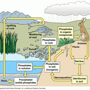 Phosphorus Cycle | The Reef Tank