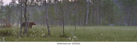 brown bear landscape stock photo  shutterstock
