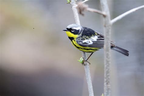 The spring bird migration - Parks Blog