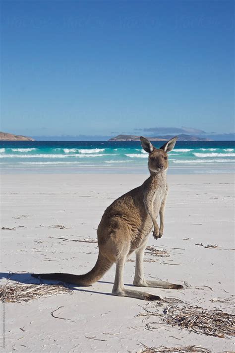 "Kangaroos Of Lucky Bay, Western Australia" by Stocksy Contributor ...