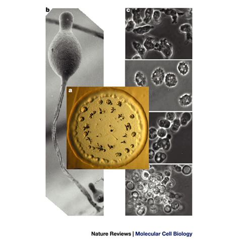 Dictyostelium Discoideuma A Plaque Of 05 Cm Diameter That Results Download Scientific