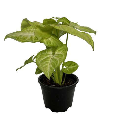Home & Hobby Arrowhead Plant 4” Syngonium Podophyllum Houseplant