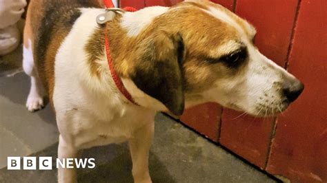 Twyford Stolen Dogs Reunited With Owner After Three Years