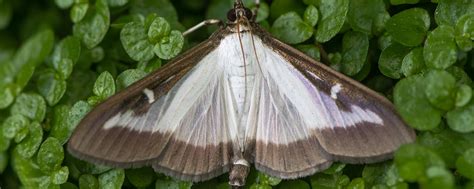 Nys Department Of Agriculture Confirms Box Tree Moth Found In Western