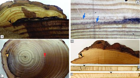 Principales Disturbios En Los Anillos De Crecimiento De Los Rboles