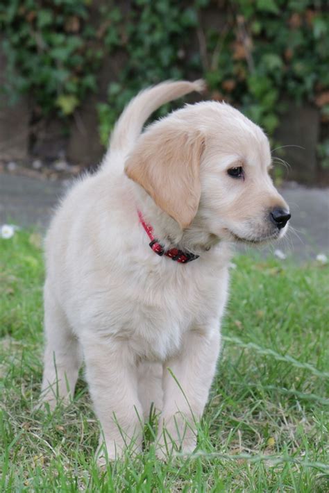 Golden Retriever Lab Mix Puppies For Sale In Ct - Pudding to come