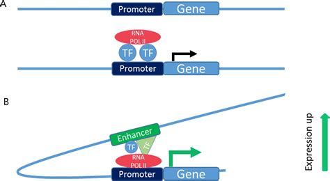 Non Coding Dna In Ibd From Sequence Variation In Dna Regulatory