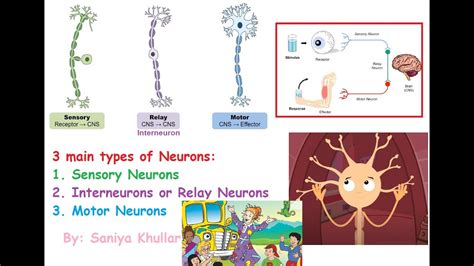 Interneuron Motor Neuron Sensory Neuron