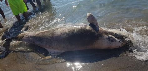 Un Delfino Morto Sulla Spiaggia Di Torregaveta Davanti Agli Occhi Dei