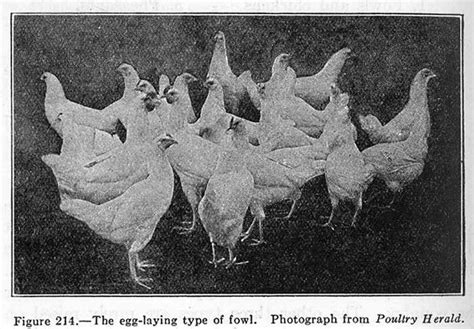 Types and Breeds of Poultry - Small Farmer's JournalSmall Farmer's Journal