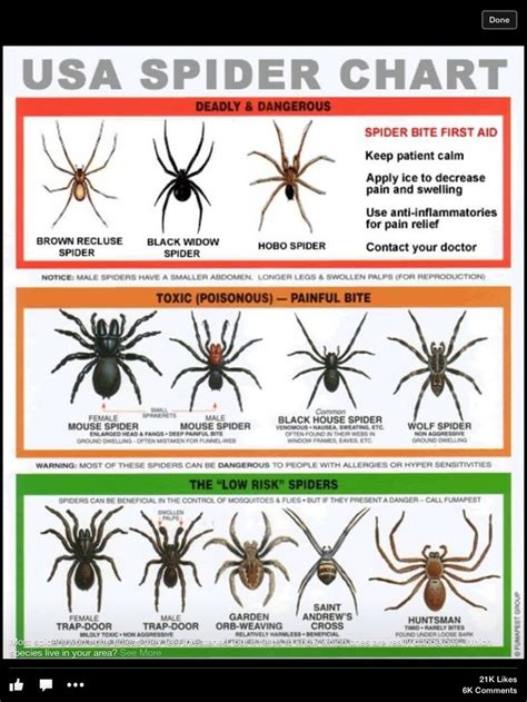 House Spider Bite Identification Chart