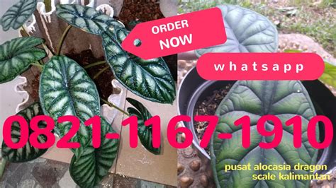 Wa Jual Bibit Alocasia Silver Dragon Scale Keladi