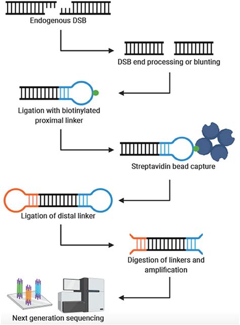 Frontiers Emerging Technologies For Genome Wide Profiling Of DNA Breakage