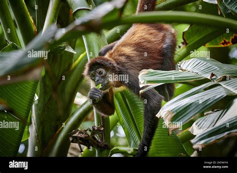 black-handed spider monkey Stock Photo - Alamy