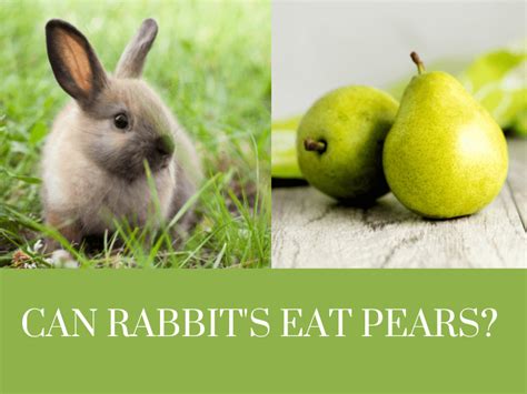 Can Rabbits Eat Green Beans Things You Should Know Rabbit Mag