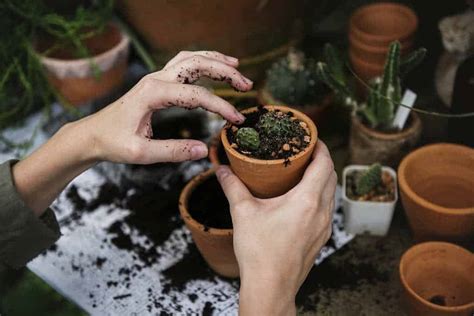 Bouturer un cactus étape par étape Tutoriel