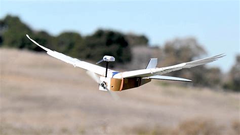 Pigeonbot Drone Uses Wings And Actual Feathers To Fly Like A Bird