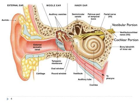 PPT Ear Hearing And Equilibrium PowerPoint Presentation Free