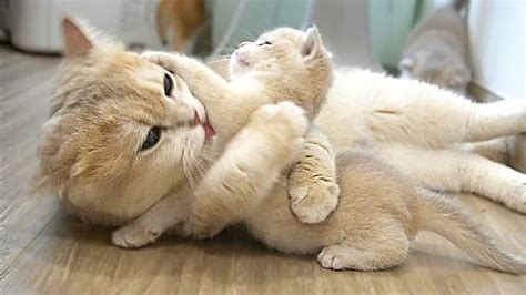 The way the mother cat loves her kitten is very strongly Котята