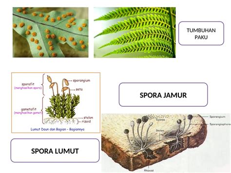 Perkembangbiakan Vegetatif Alami Adalah 12