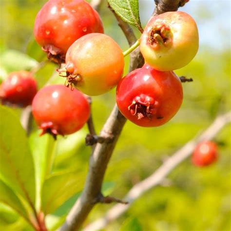 Choosing Mayhaw Trees – Different Types Of Mayhaw To Grow, 53% OFF